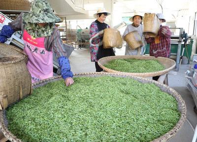 桐城:茶产业渐成乡村产业振兴的新支点