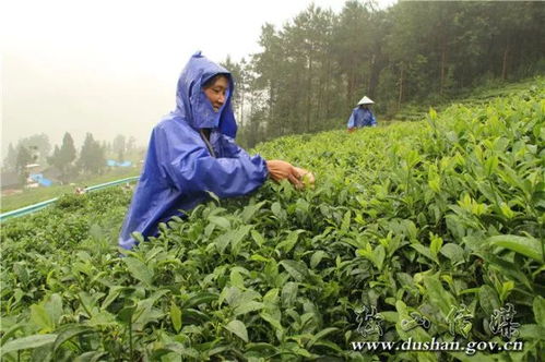 大山深处党旗红